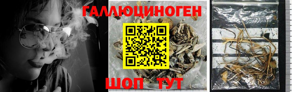 Галлюциногенные грибы Psilocybe  Вход с VPN  Томск 